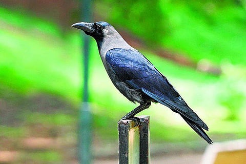 அண்டங்காக்கையின் ஆச்சரியத் தேடல்