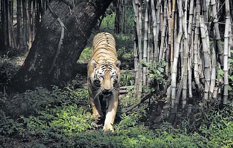 கால் ரேகையைப் படித்தறியும் பழங்குடிகள்