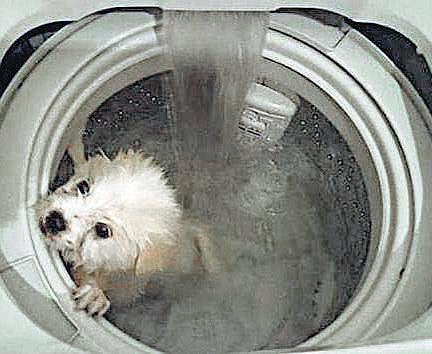 ஹாங்காங்கில் வாஷிங் மெஷினில் நாயை சுத்தம் செய்தவருக்கு கடும் எதிர்ப்பு