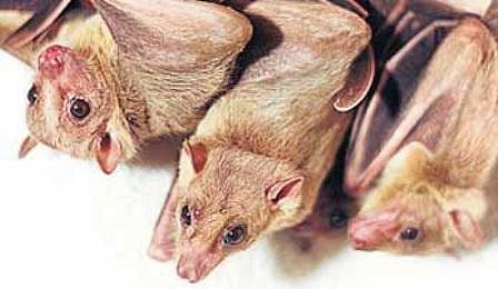 பறக்கும் பாலூட்டி