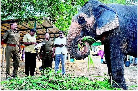 மணமகனை சுமந்து செல்ல வந்த யானை மீட்பு: இ-மெயிலில் வந்த புகாரால் நடவடிக்கை