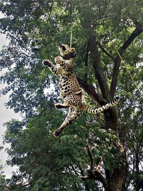 மரக்கிளையில் புதிராகச் செத்துக்கிடந்த 4 வயது சிறுத்தை