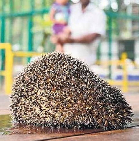 கோவை கண்ணம்பாளையத்தில் அரிதான முள்ளெலி பிடிபட்டது