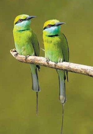 பேசும் படம் - பறத்தல் வேட்டை