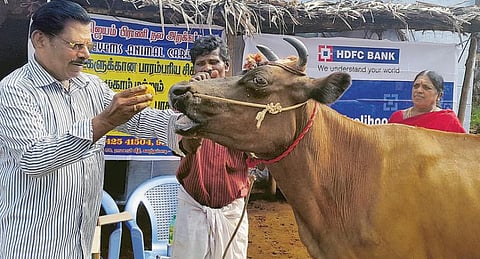 கால்நடைகளின் நோய்களை விரட்டும் மூலிகை மசால் உருண்டை