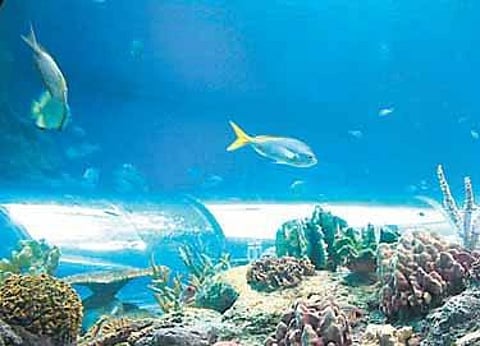 விநோத ஆழ்கடல்!