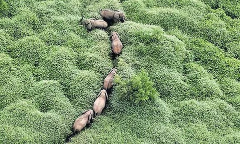 கேரளாவுக்கு இடம்பெயர்ந்த தமிழக யானைகள்: சில மாதங்களில் மீண்டும் தமிழகம் திரும்பும்...