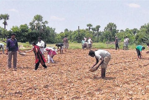 ஐ.டி. ஊழியர்களுக்கு விவசாய பயிற்சி