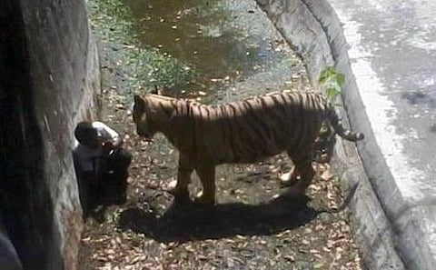 டெல்லி தேசிய பூங்காவில் இளைஞரை வெள்ளைப் புலி அடித்துக் கொன்ற பயங்கரம்