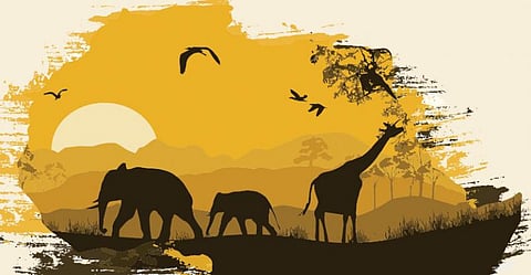 ஆப்பிரிக்க ஆச்சர்யங்கள்!