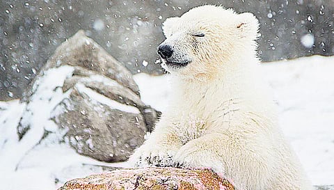 குளிரைத் தடுக்கும் கொழுப்பு