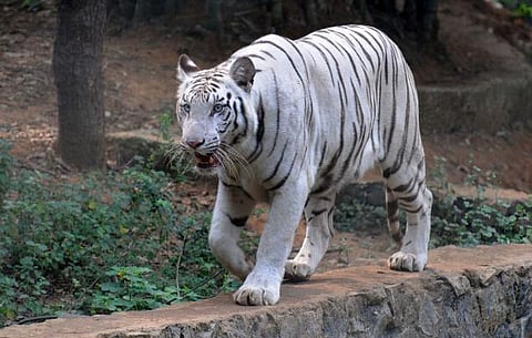 இளைஞரை கொன்ற புலியை என்ன செய்வது?