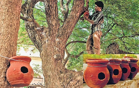 சிட்டுக்குருவிகளும் ‘டிகிரி’ வாங்கட்டுமே...