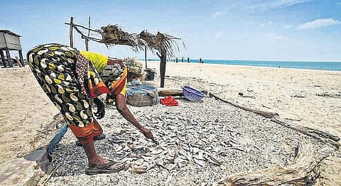 ஊருக்குப் படியளக்கும் தனுஷ்கோடி பெண்கள்