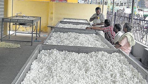 வெண் பட்டுக்கூடுகள் விலை கிடுகிடு உயர்வு: பட்டு விவசாயிகளுக்கு ‘தீபாவளி’ மகிழ்ச்சி