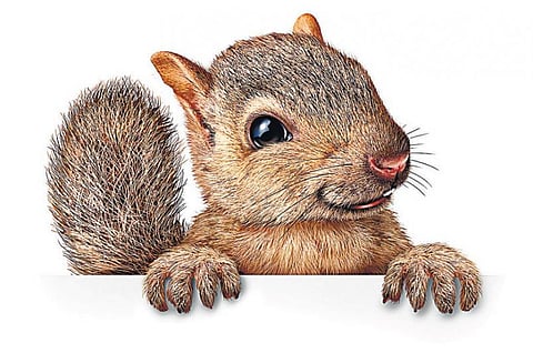 உயிரினம்: புல்லுக்குள் வீடு