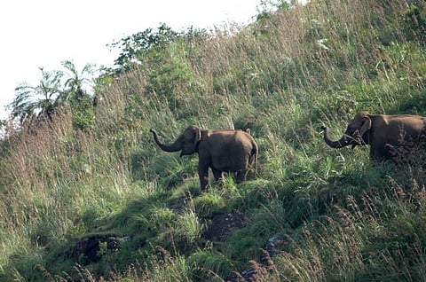 உடல் பலத்தை மிஞ்சிய அறிவு பலம்