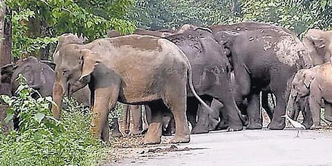 இன்று உலக வன உயிரின வார விழா தொடக்கம் - அழியும் விலங்குகளில் புலிகள் முதலிடம்