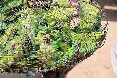 சென்னையில் திருட்டுத்தனமாக விற்க முயன்ற 157 கிளிகள் மீட்பு: வண்டலூரில் ஒப்படைப்பு