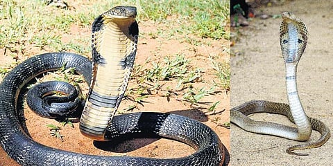 பாம்பு தீண்டி உலகில் ஆண்டுக்கு ஒரு லட்சம் பேர் உயிரிழப்பு - இந்தியாவில் அதிகமானோர் இறந்திருப்பதாக ஆய்வில் தகவல்