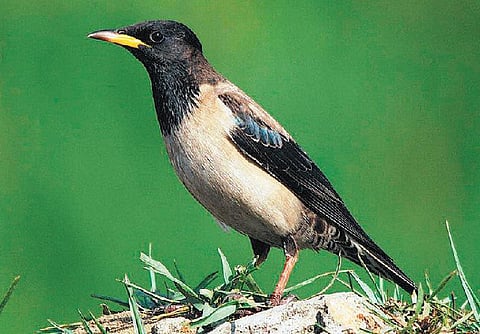 பேசும் படம் - இது மைனா அல்ல!