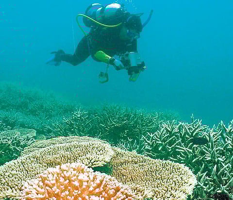 பூங்கா, பவழத்தை பாதுகாக்குமா ?