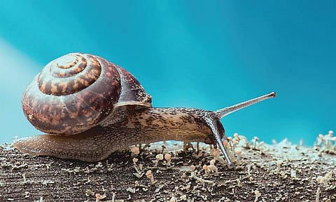 சிரிப்பு மூட்டும் எழுத்து