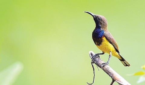 உலகின் குட்டிப் பறவை