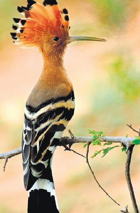 ஹுத்ஹுத் புயலின் பெயருக்குப் பின்னால் சுவாரசியம்: அரபி மொழியில் கொண்டலாத்திப் பறவையைக் குறிக்கிறது