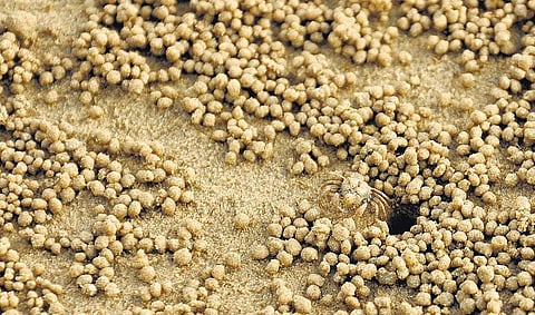 நண்டு வரைந்த அழகுக் கோலங்கள்