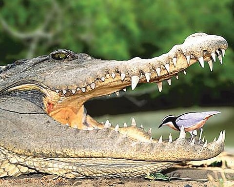 முதலையின் பல் டாக்டர்