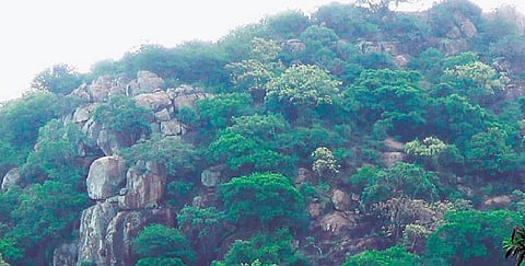 திருக்கழுக்குன்றம் மலையில் சிறுத்தை?- வனத்துறை விளக்கம்