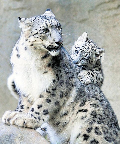 வெள்ளிப் பனிமலை மீதுலாவும்...