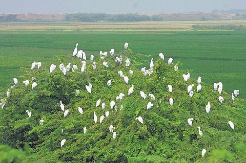 பறவை வேண்டும், பட்டாசு வேண்டாம்