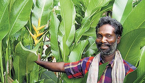 மலர் சாகுபடியில் மாதம் ரூ. 25 ஆயிரம் வருமானம்: ஊடுபயிரில் சம்பாதிக்கும் கன்னியாகுமரி விவசாயி