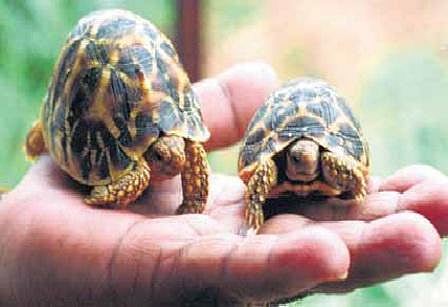 ஆமைகளைக் காப்பாற்றிய குட்டி நட்சத்திரங்கள் - இயற்கையின் வாசலில் 17