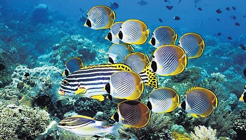 அழிந்துவரும் பட்டாம்பூச்சி மீன்கள்: பவளப் பாறைகள் அழிவைத் தடுத்தால் பாதுகாக்கலாம்