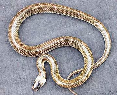 ஒடிசாவில் புதிய வகை பாம்பு