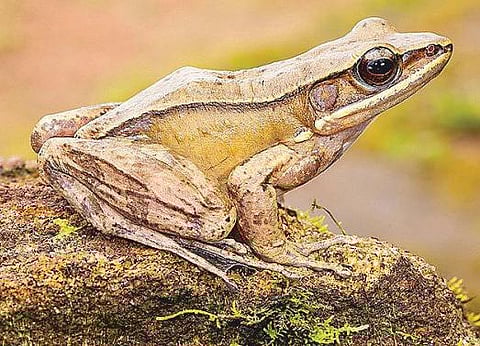 ஏழு புதிய வகை தவளைகள்