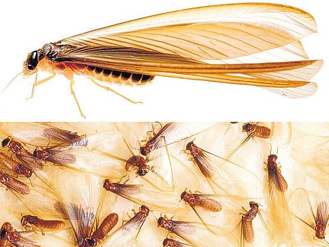 ஒரு நாளில் மரித்துவிடுமா ஈசல்?