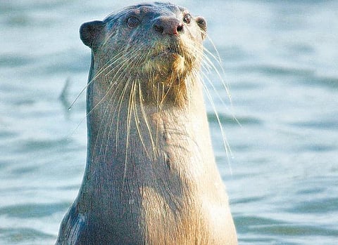 கள்ளச் சந்தைக்குப் பலியாகும் சேட்டைக்காரர்கள்