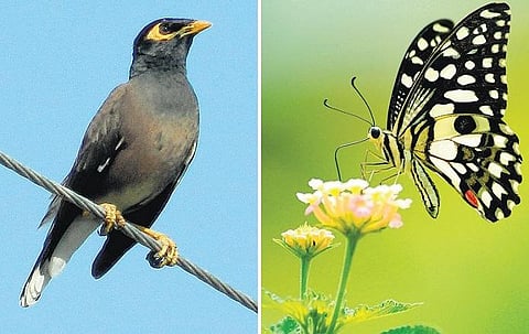 அதோ, அந்தப் பறவை