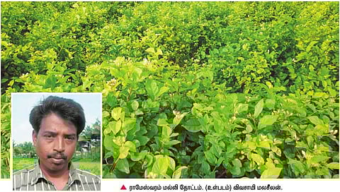 மல்லிகை விவசாயத்தில் சாதிக்கும் உடுமலைப்பேட்டை விவசாயி