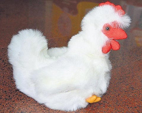 வீட்டுக்குள்ளே காடு!