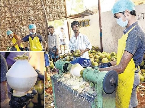 திருச்சி டூ ஆஸ்திரேலியா! - பொள்ளாச்சி இளநீருக்கு புதிய வடிவம்