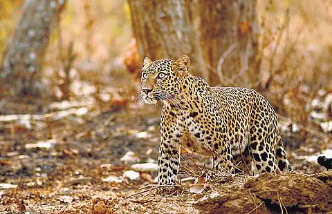 சிறுத்தைகளும் சில உண்மைகளும்