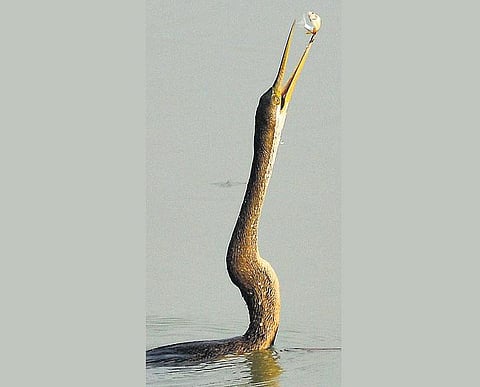 எட்டிப் பார்க்கும் பாம்பு