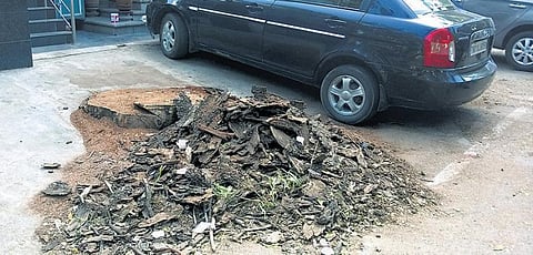 சென்னையில் 80 ஆண்டுகள் நிழல்தந்த மரம் வெட்டப்பட்டது