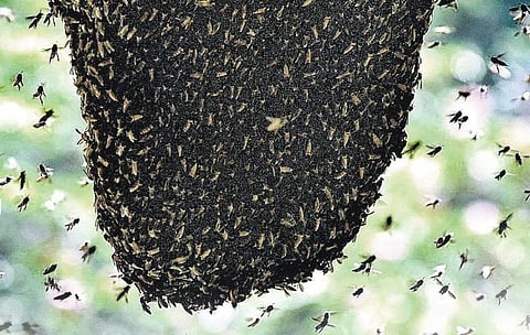 நம்முடைய தேனீக்கள், நாம்...