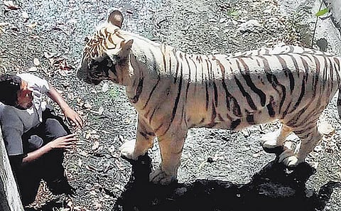 டெல்லி புலி கொன்றது உண்மையா?